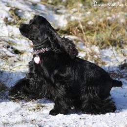 Ellie - Cocker Spaniel