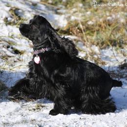 Ellie - Cocker Spaniel