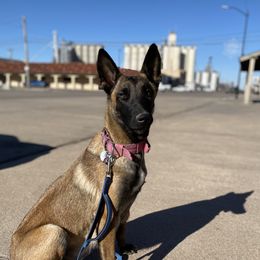 Zara - Belgian Malinois