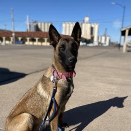 Zara - Belgian Malinois