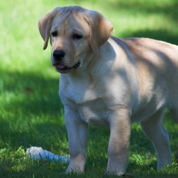 Gordon Setter and Labrador Retriever Puppies from Fenwyck