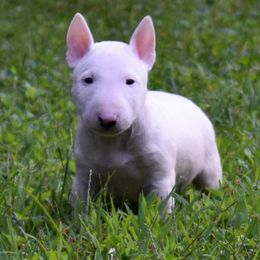 Miniature Bull Terrier Puppies from Rossi River Minibulls
