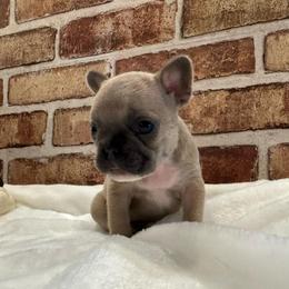 Star - Blue fawn female French Bulldog puppy in Riverview, Florida from The Frenchie Lady Co.