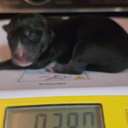 Kirito - Agouti and white male Siberian Husky puppy in Buckeye, Arizona from Anime Huskies