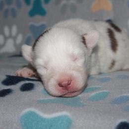 Rusty - Chocolate male Pomsky puppy in Clarkston, Utah from Red Rock Ranch Breeders