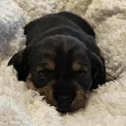 Girl 2 - Wild boar female Dachshund puppy in San Jose, California from Zwinger vom Donau-Ries