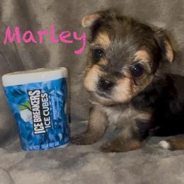 Marley - Black & tan tri-color female Morkie puppy in Seneca, Missouri from M.Y. Morkies and Yorkies