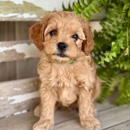 Kc - Apricot male Cavapoo puppy in Preston, Idaho from Shaffer Top Notch Puppies