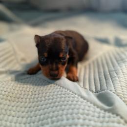Ruger - Black and rust male Miniature Pinscher puppy in Atoka, Oklahoma from Boggy Depot Cavaliers & Friends