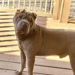 Rage - Chinese Shar-Pei