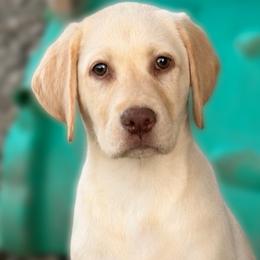 Royal - Yellow female Dilute Retriever puppy in Baldwin City, Kansas from Hedge Lane Labradors