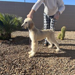 Afghan Hound Puppies from Gold Phoenix Afghans