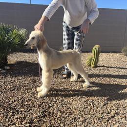 Afghan Hound Puppies from Gold Phoenix Afghans