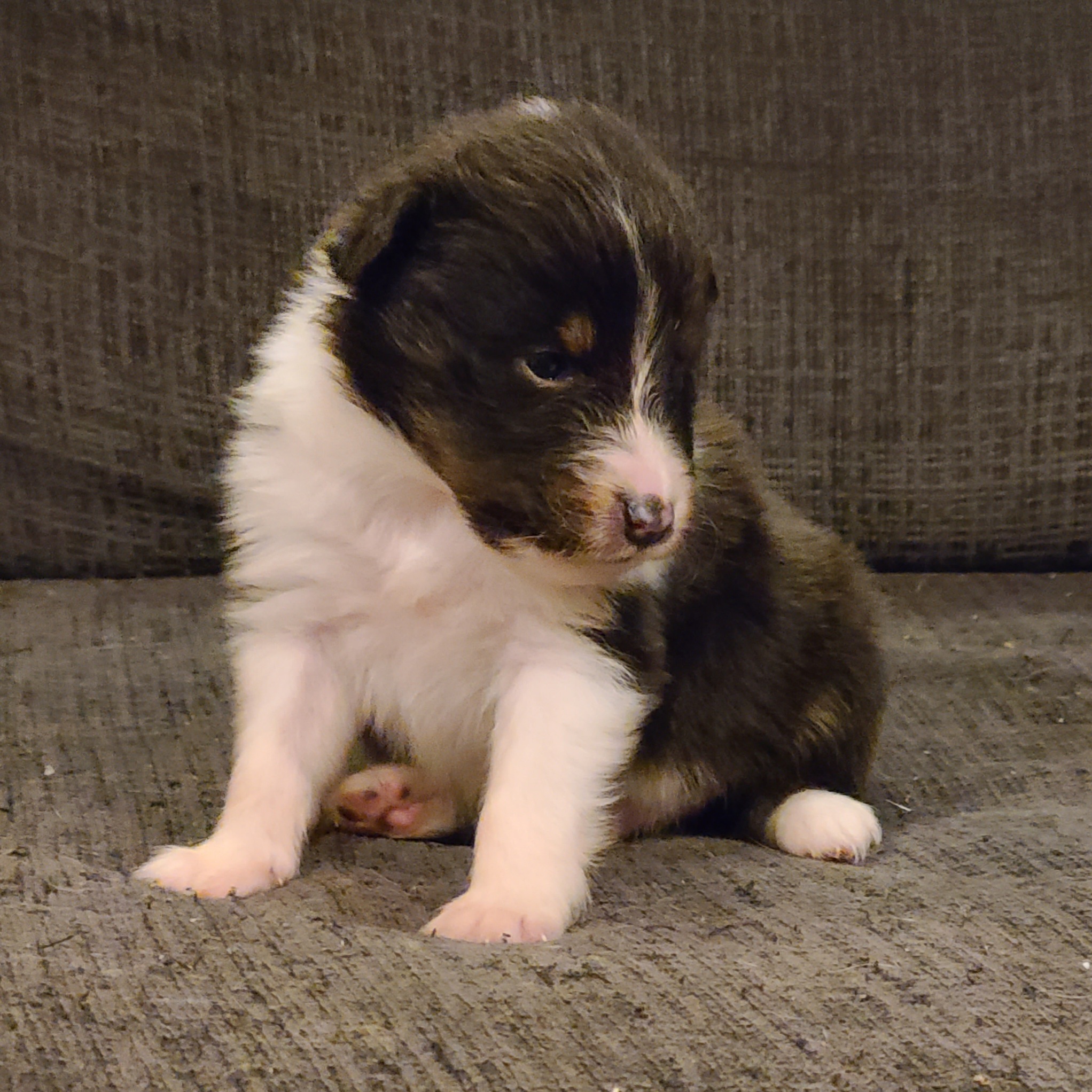 Shetland Sheepdog Puppies from Henotic Homestead's Shetland Sheepdogs