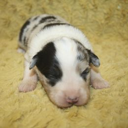 Girl 1 - Blue merle female Miniature Australian Shepherd puppy in Licking, Missouri from Burnett Aussies
