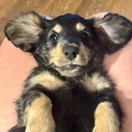Flick - Cream male Dachshund puppy in Exeter, California from Sawtooth Miniature Dachshunds