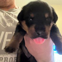 Green girl - Black and mahogany female Rottweiler puppy in Colorado Springs, Colorado from Von Locher Rotties