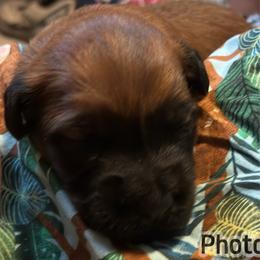 Willie - Wheaten male Soft Coated Wheaten Terrier puppy in Gladewater, Texas from Felicias Swheaties