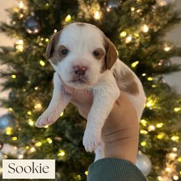Sookie - Parti female Goldendoodle puppy in Aubrey, Texas from The Parrish Doods