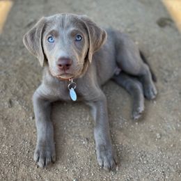 Labrador Retriever puppies from Granite Ridge Silver Labs