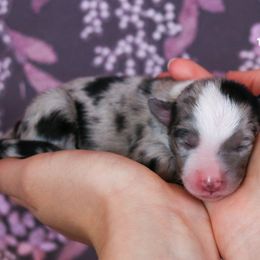 Miniature Australian Shepherd Puppies from Painted Blue Aussies