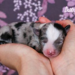 Miniature Australian Shepherd Puppies from Painted Blue Aussies