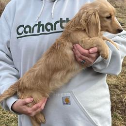 Bella - Dachshund