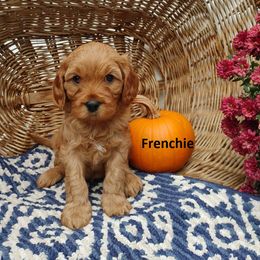 Cavapoo Puppies from Jessie's Puppies