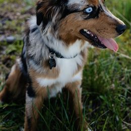 Miniature Australian Shepherds from Charming Blue Aussies