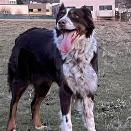 Sapphire - Australian Shepherd