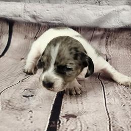 Grace - Dapple female Dachshund puppy in Anaconda, Montana from Williams Family Dachshunds
