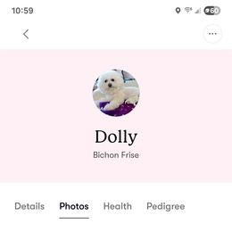 Dolly - White female Bichon Frise puppy in Selma, North Carolina from Havenkennels