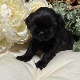 Prince  (Green collar) - Black male Shih Tzu puppy in Sherman, Texas from Shannon’s Sugar Sweet Shih Tzu’s