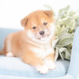 Ario - Red Boy - Red male Shiba Inu puppy in Neosho, Missouri from Sunny Terrace Shibas