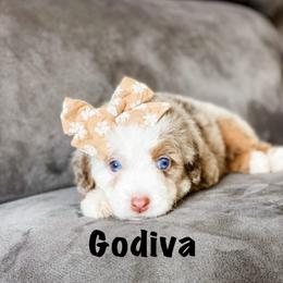 Godiva - Chocolate merle female Bernedoodle puppy in Hudson, Indiana from TurkeyCreek-K9