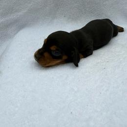 Boy 3 - Black and tan male Dachshund puppy in Stilwell, Oklahoma from Johnson Dachshund’s