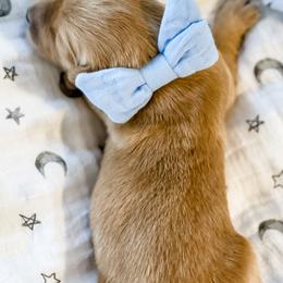 Golden Retriever Puppies from Ruff Life Goldens