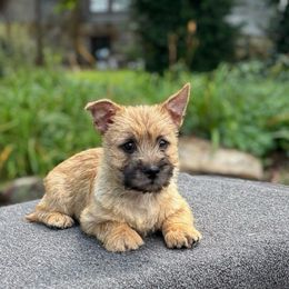 Gigi - Wheaten female Cairn Terrier puppy in Mountain Grove, Missouri from CreekTop