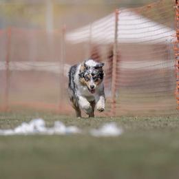 Envy - Australian Shepherd