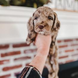 Bernedoodle, Goldendoodle, and Poodle Puppies from Northwest Pups