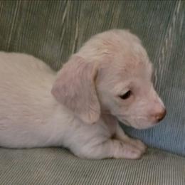 Tino - Cream male Dachshund puppy in Pahrump, Nevada from Heaven Sent Doxies