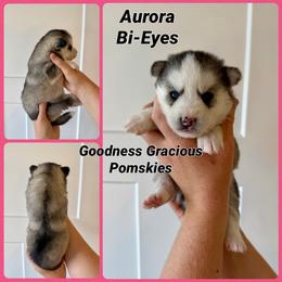 Aurora - Tri-color female Pomsky puppy in Lyons, Nebraska from Goodness Gracious Pomskies