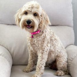 Honey - Goldendoodle