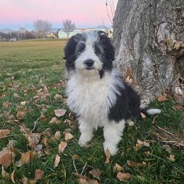 Bordoodle puppies from Tucker Bordoodles