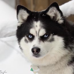 Studley - Pomsky