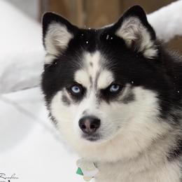 Studley - Pomsky