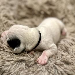 Yeti - White and black male Dalmatian puppy in Travelers Rest, South Carolina from Cotton Top