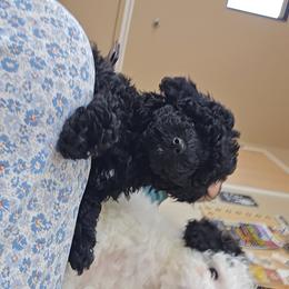 Jet - Black male Poodle puppy in Sonora, Kentucky from Little Land of Puppies