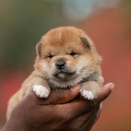 Shiba Inu Puppies from Evenfalls Shiba Inu