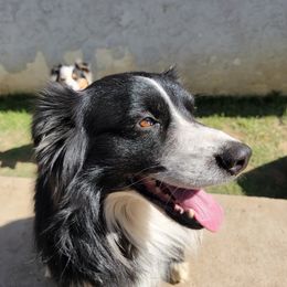 ruger - Australian Shepherd
